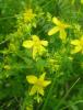 St. John’s Wort Hypericum perforatum